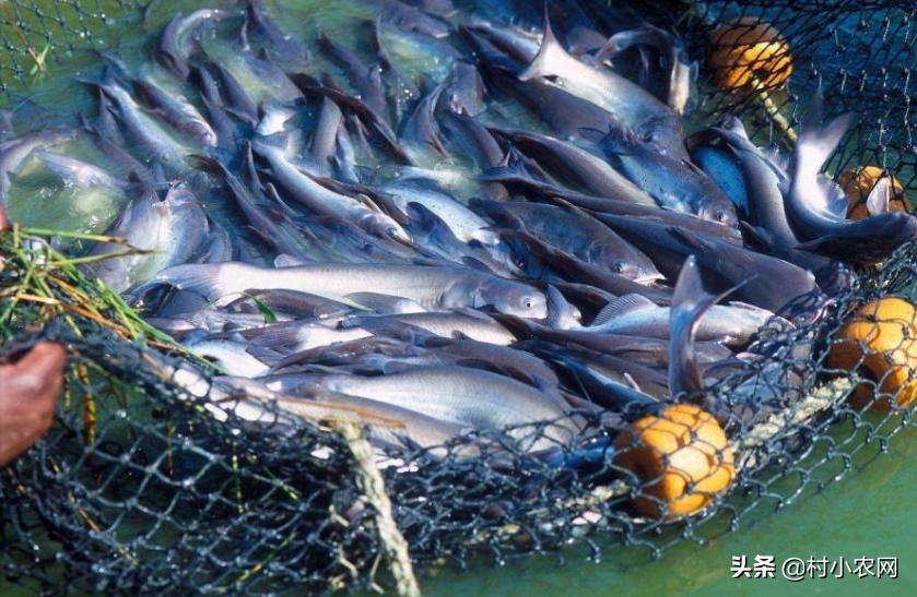 2020致富好项目在农村怎么创业,2021年致富项目