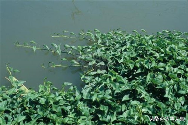 鱼塘里种空心菜可以净化水质吗,鱼塘种植空心菜