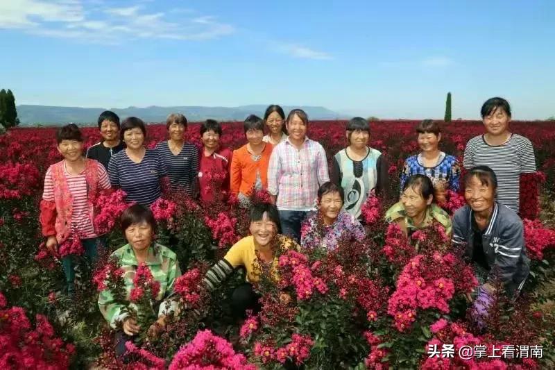 渭塘紫薇花开在哪里,渭南临渭区紫薇花开了