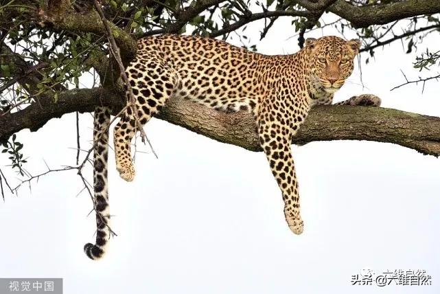 豹捕杀瞪羚,豹子捕杀瞪羚