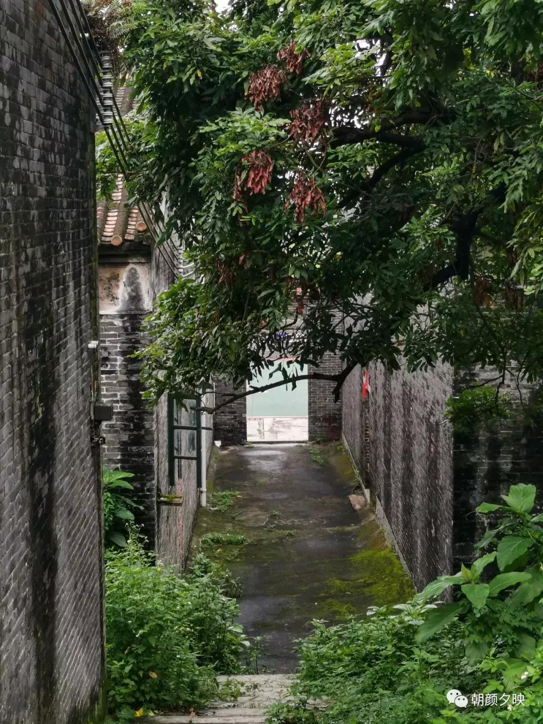 岐阳梧桐起凤环，鹭兮鹭兮寻不见（上）