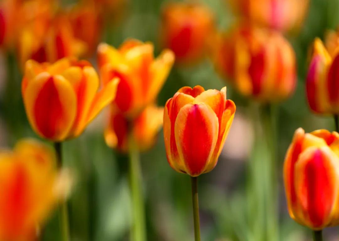 时光清浅秋意阑珊,时光清浅浮世清欢