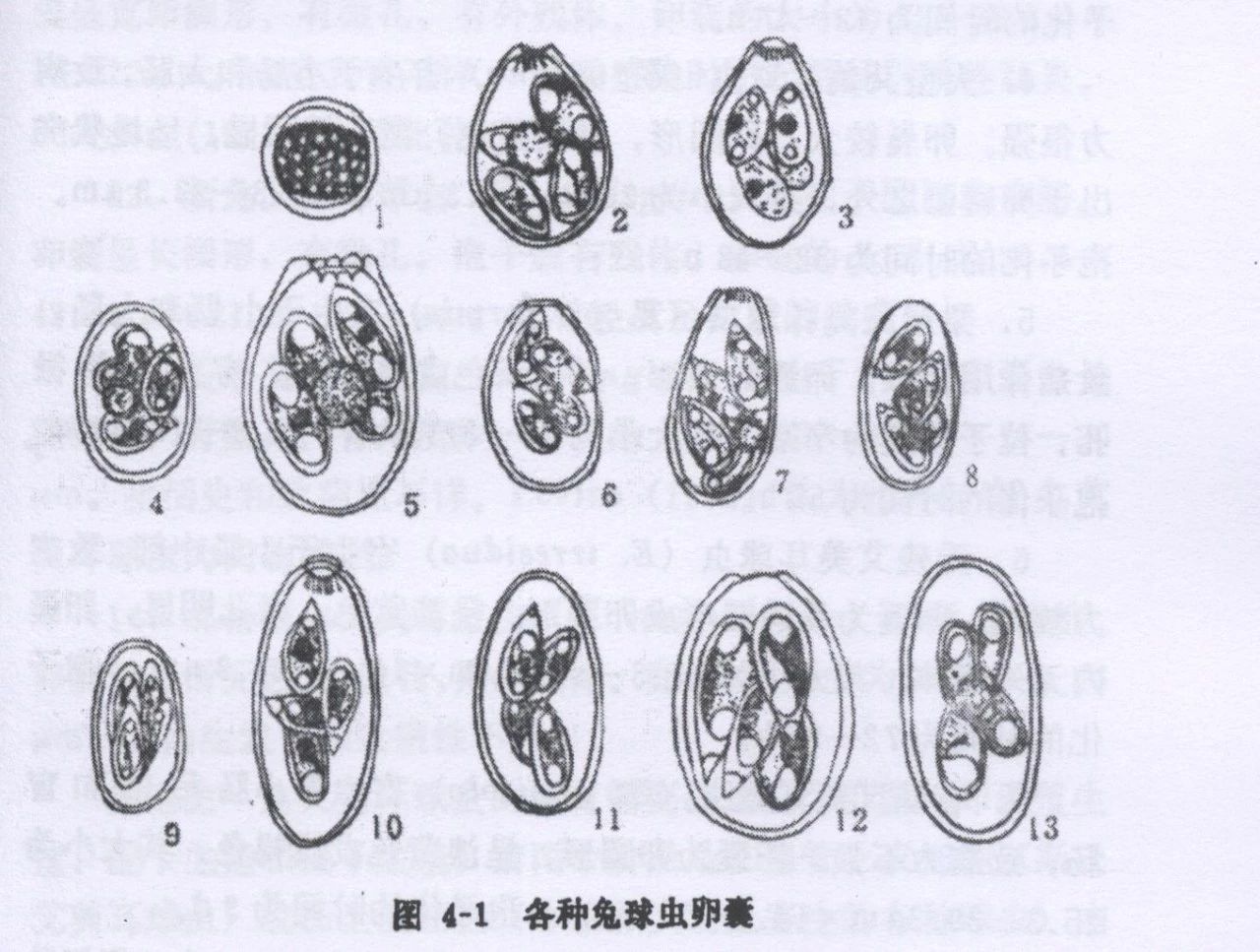 当它们在吃屎时，它们在吃什么？