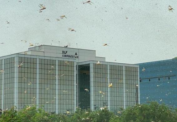 蝗虫最大的危害时期和消灭时期,蝗虫和飞蝗哪个危害大