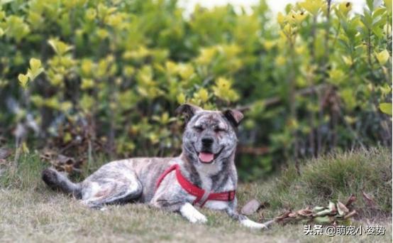 体型小好养不掉毛的中华田园犬,中华田园犬四眼铁包金长大什么样