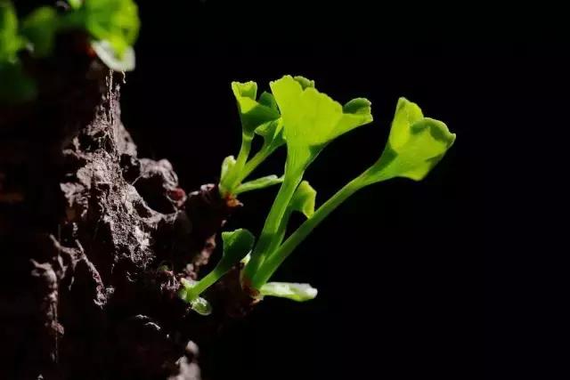 造型极美的盆景一起来欣赏,一组风吹出来的盆景欣赏动感十足