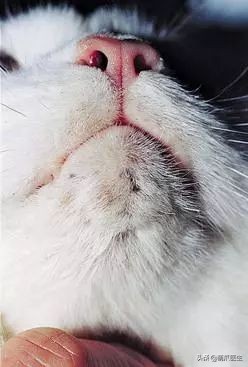 猫咪下巴长了黑头？千万别去抠，那是猫咪患上了毛囊炎的症状