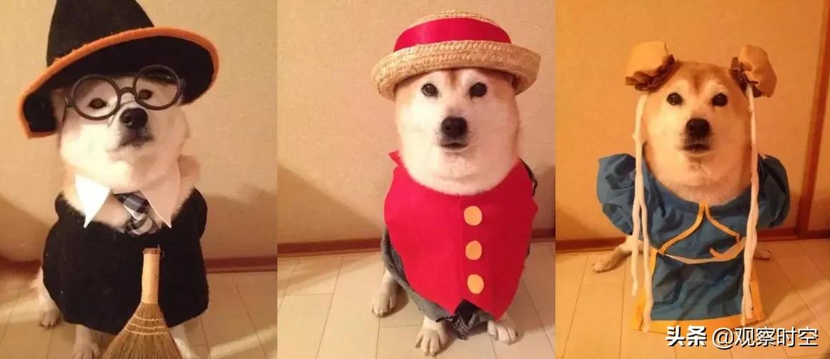 京东超市发放万圣节福利，上传萌宠照片赢万元大奖