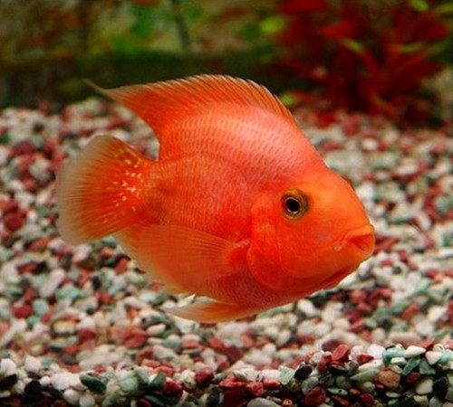 鹦鹉鱼观赏鱼怀孕周期,虎鲨观赏鱼吃鹦鹉鱼吗