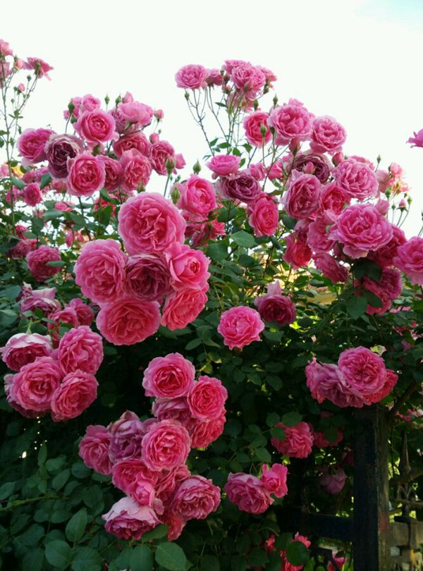 爬藤月季光秃秃的枝条种植,不同品种的爬藤月季怎么做花墙