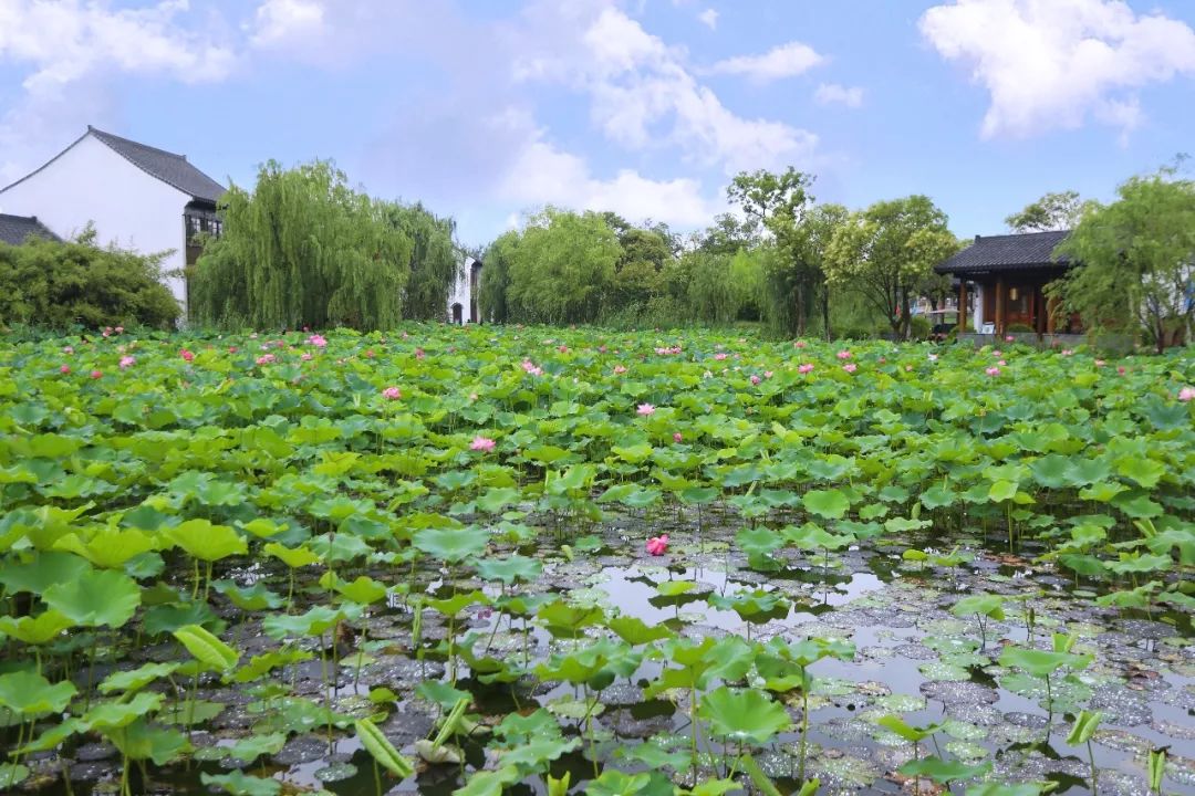 沙家浜旅游民宿有哪些,三月最适合去的最美民宿