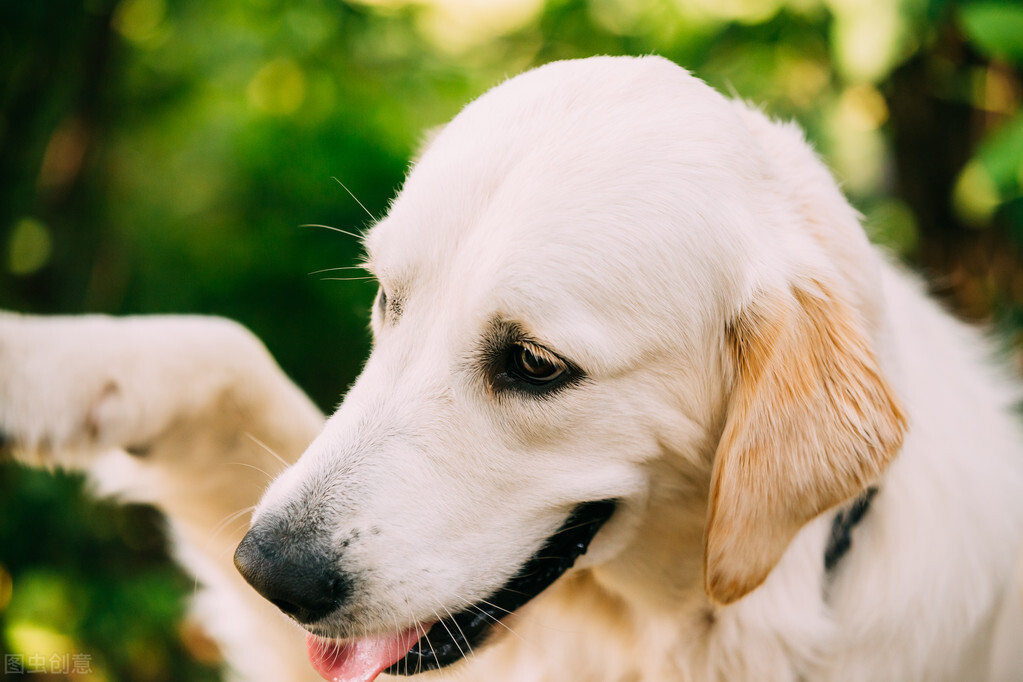 拉布拉多犬舍日常饲养方法,拉布拉多幼犬多大可以养