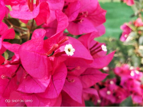 光荣20i拍照对比oppok1,oppok1对比光荣8x跑分