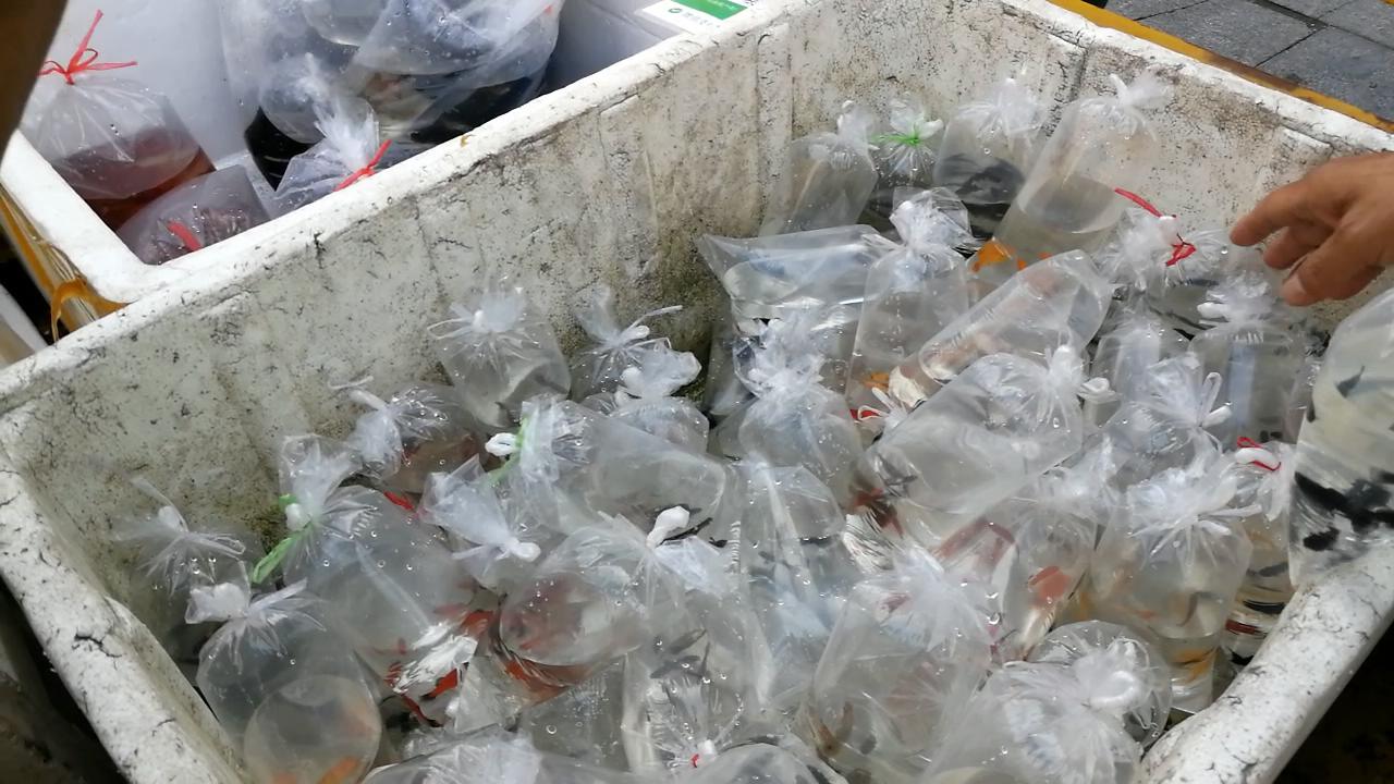 逛观赏鱼市,市场里的观赏鱼热带鱼