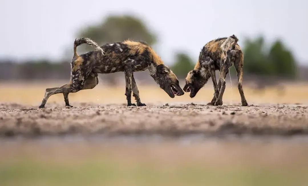 犬科代表非洲野犬，*攻围**狮子，掠夺豹子，暴打鬣狗，成为草原王者