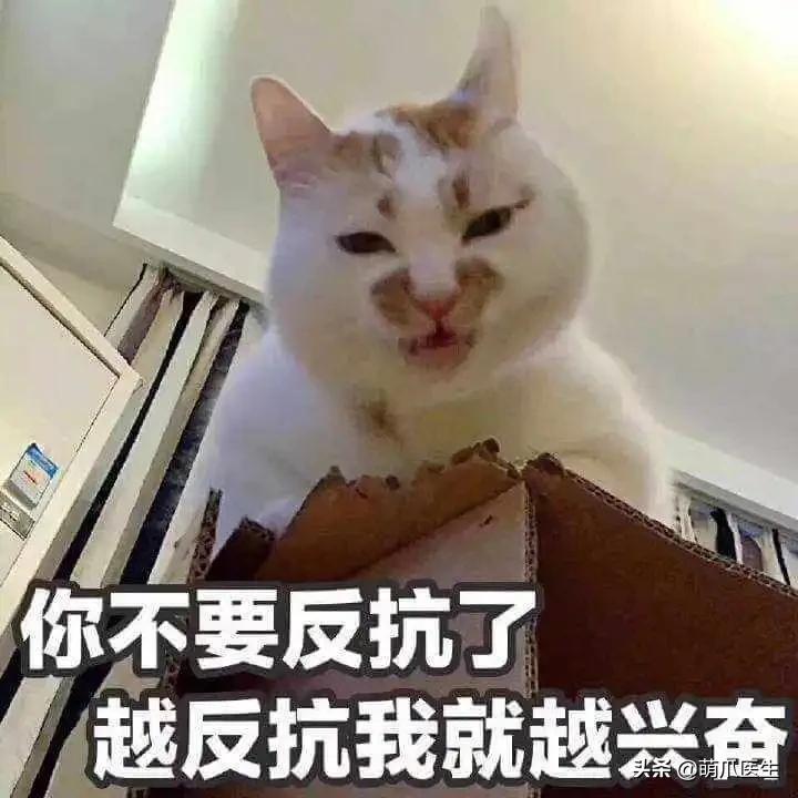 猫咪精力太旺盛还咬人怎么办,猫咪最近脾气暴躁咬人怎么办
