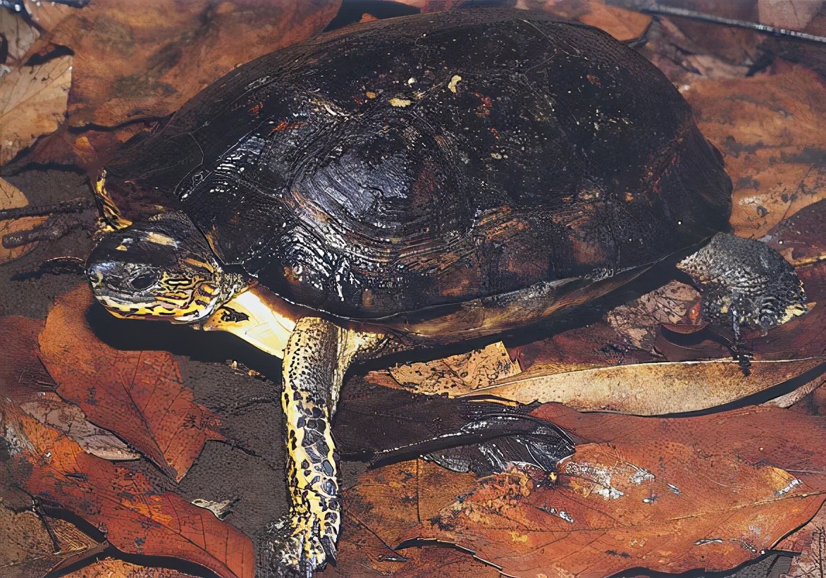 龟类大百科,大眼睛龟类