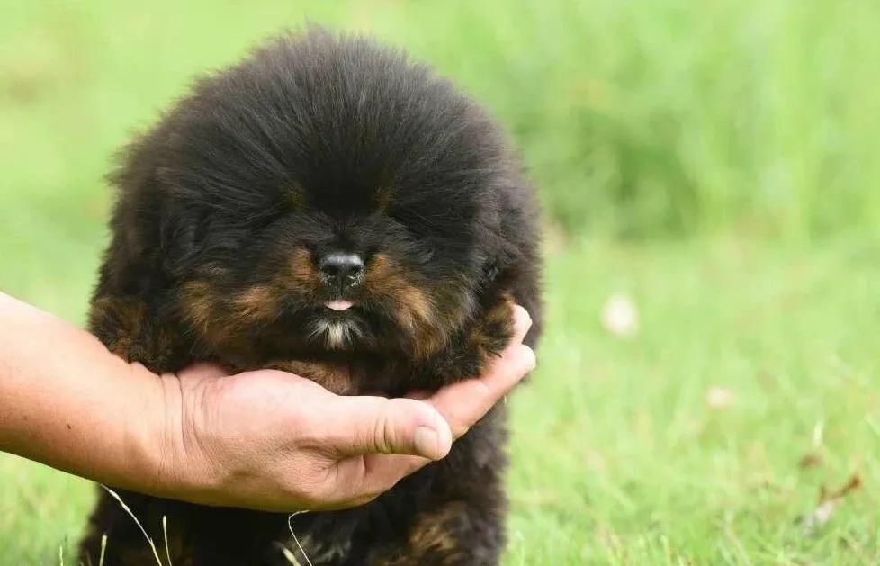 *藏西**袖犬：真实的存在，还是神秘的传说？