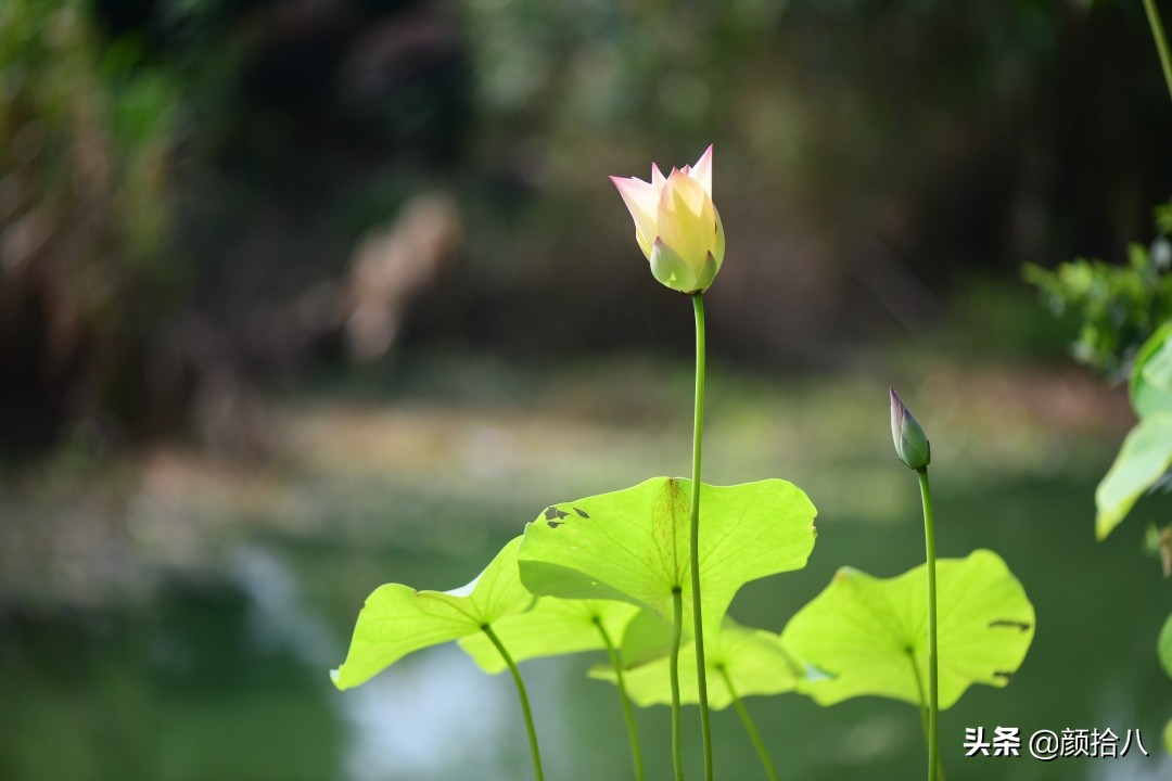 碗莲种藕生长到开花全过程,碗莲种藕到开花的过程