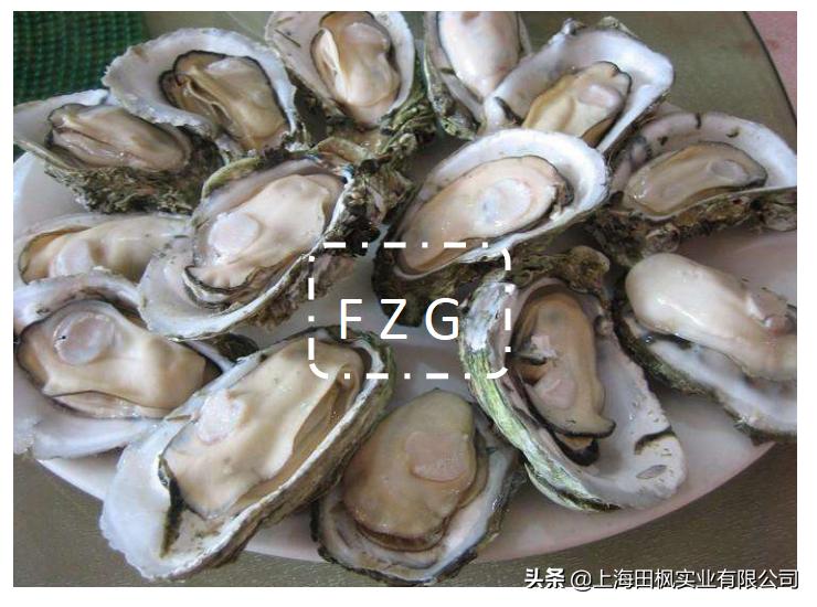 生蚝真空冻干机厂家,天津生蚝真空冻干机