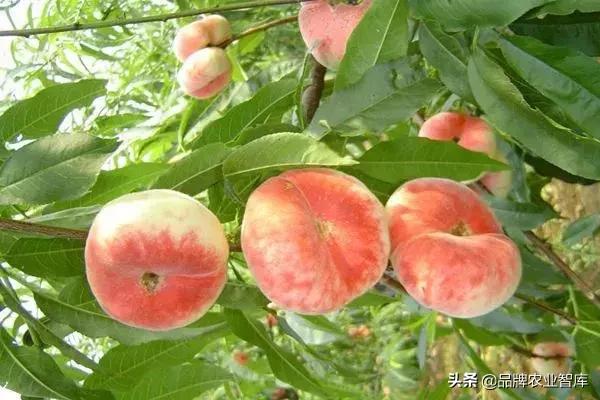 黄蟠桃和黄油蟠桃哪个更好,黄油蟠桃2019