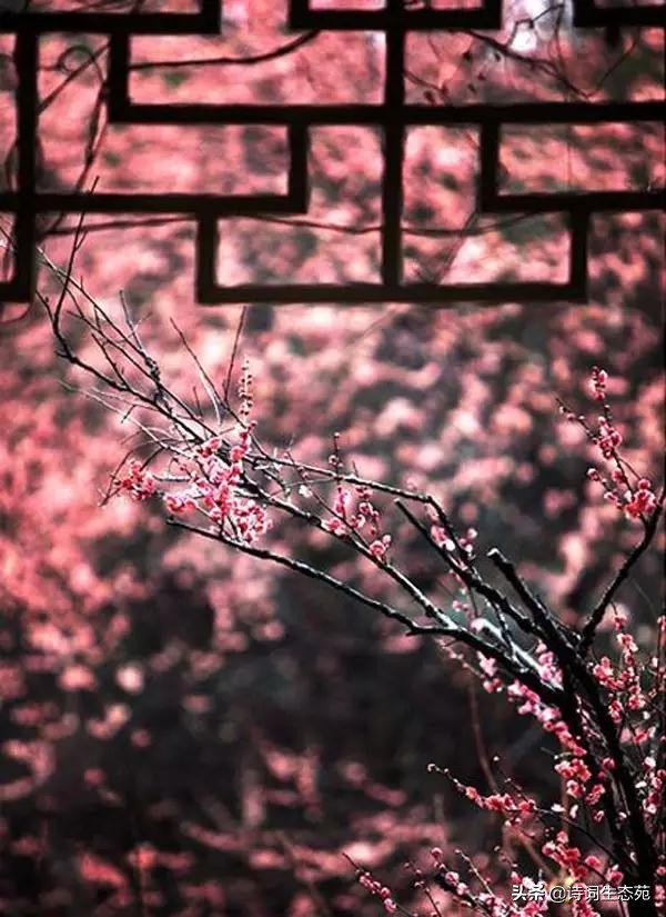 关于梅花我们应有怎样的人生追求,关于梅花我们想到了什么