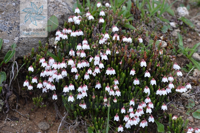 草灵芝，见过吗？用于肝胃气痛、食欲不振、神经衰弱