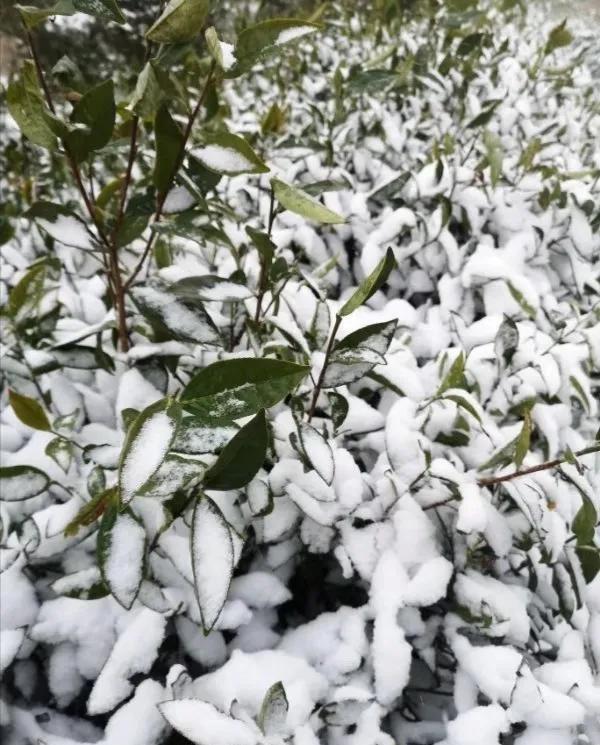 山东出名的茶叶是什么茶叶,日照岚山最好的茶叶