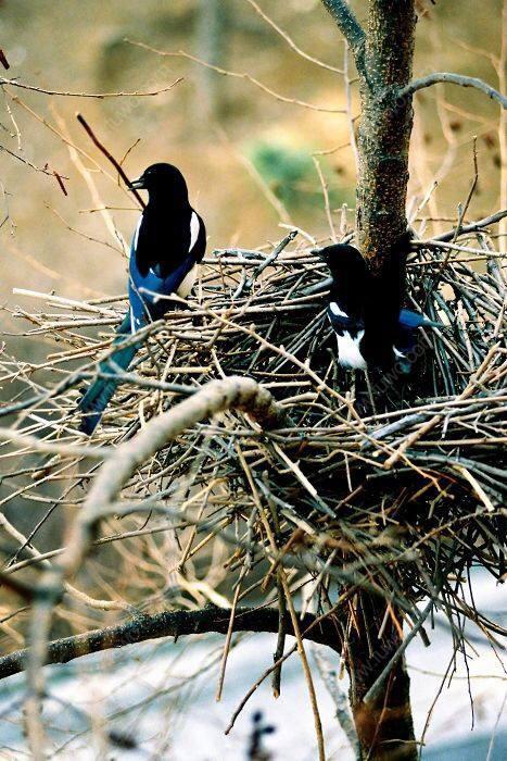 为什么喜鹊被称为报喜鸟呢,喜鹊是报喜鸟吗