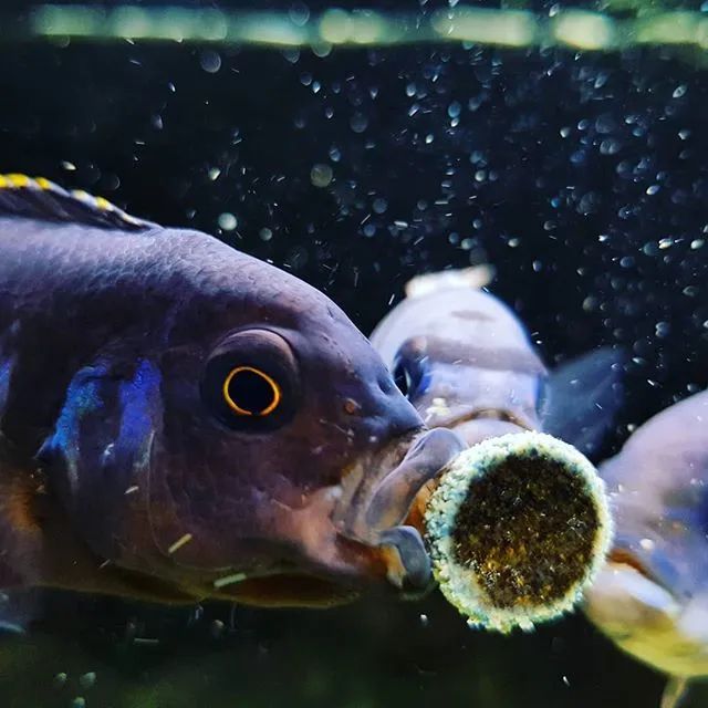 三湖慈鲷繁殖的条件,渔场繁殖三湖慈鲷