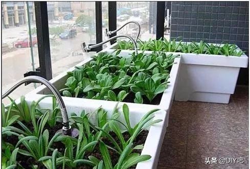 阳台小菜园手把手教你阳台种菜,阳台怎么种菜才能让菜长得肥沃