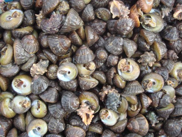 海鲜菜品图文,海鲜特点的菜品有哪些