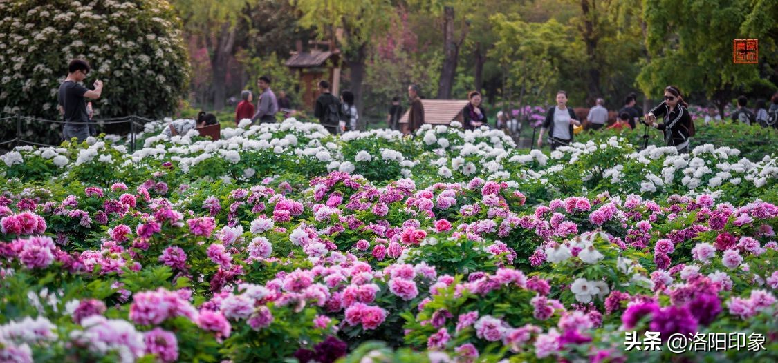 国花雍容华贵牡丹花,雍容华贵富贵牡丹