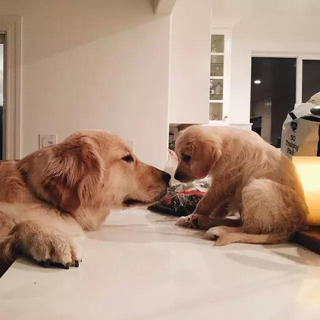 萌宠知识讲堂：狗狗临产前后必须注意的几大问题！