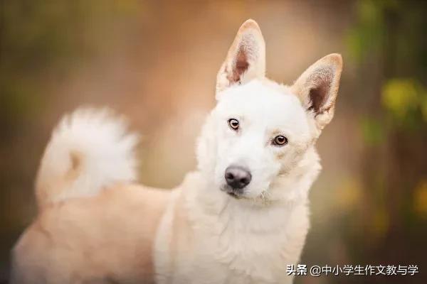 优秀作文小狗300字,写小狗400字优秀作文