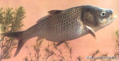 中华鳖保护动物,鳖是国家一级保护动物么