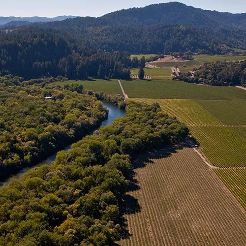 唯一和勃艮第抗衡的黑皮诺,勃艮第黑皮诺2020