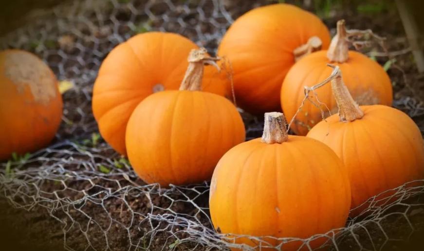 三伏天吃什么传统食物对身体好,三伏天吃什么食物有益身体健康