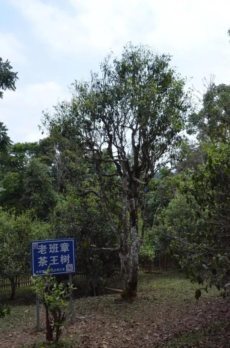 普洱茶市场乱象原因剖析,普洱茶行业现状分析2022