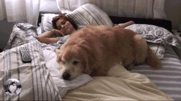 金毛不让女主人上班，还想了个“馊主意”，因为它太老了吧