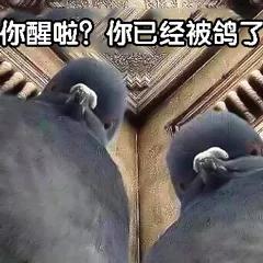 仙人跳碰上仙人跳,仙人跳碰到仙人跳