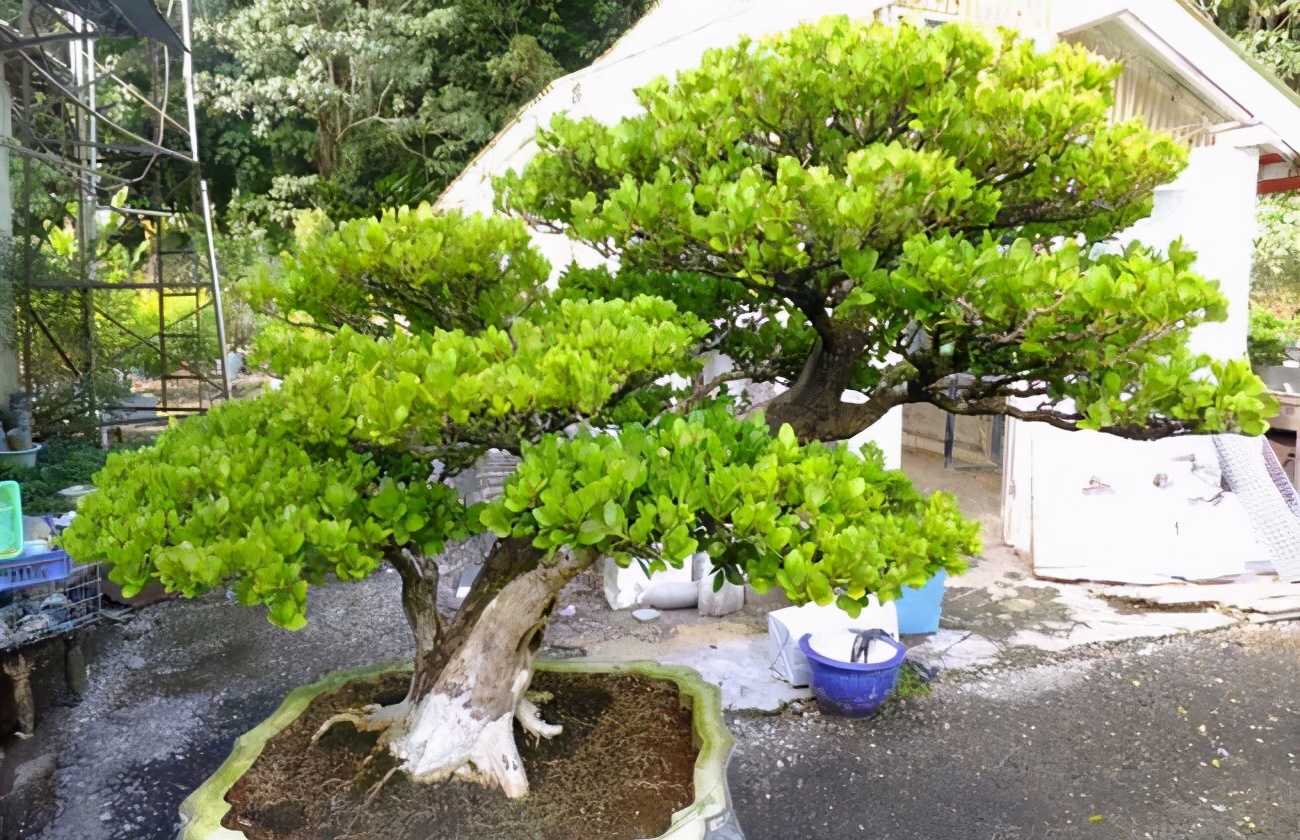 镇宅寓意好的有哪些花卉,门口种什么花镇宅化煞