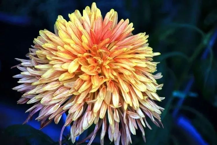 花中四君子菊花,花中四君子菊花的简介