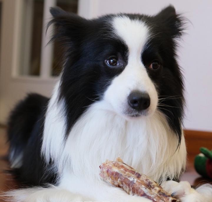 狗狗胃不舒服怎么缓解,狗狗胃不舒服肚子很硬怎么办