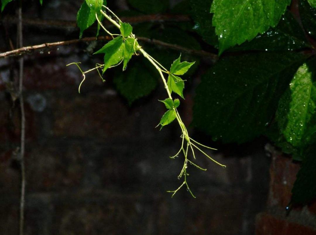 高架桥上为什么只种爬山虎,为啥高架桥要种满爬山虎
