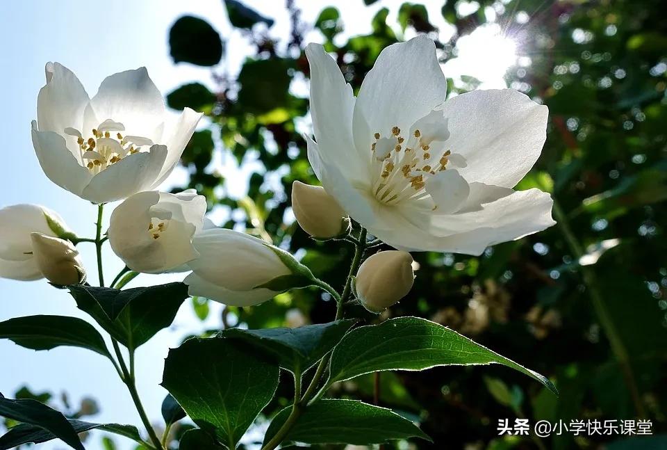 描写茉莉优美词,描写茉莉的小短文