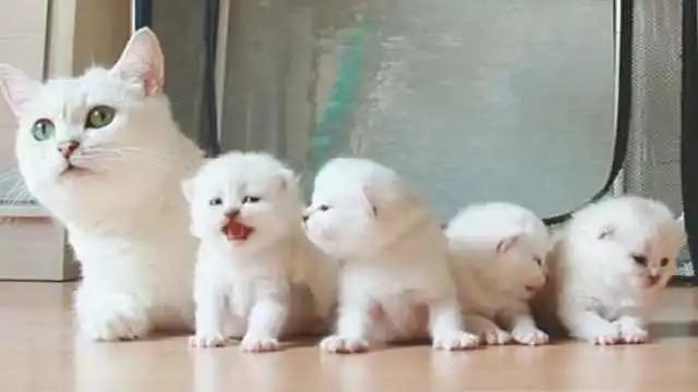 喵星人眼睛肿了,猫咪眼疾手快