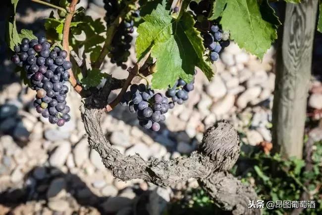 桑洋河畔西拉干红葡萄酒价格表,澳大利亚西拉葡萄酒属于什么档次