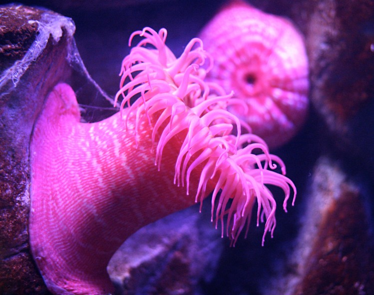 云南虫谷不死虫怎么死的,霍氏不死虫怎么产生的