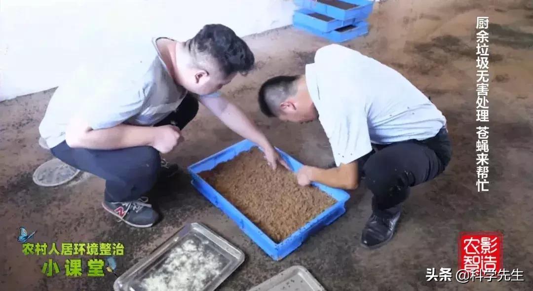 厨余垃圾喷洒什么药剂处理苍蝇,厨余垃圾养殖苍蝇前景如何